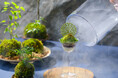 【奥入瀬渓流ホテル】本物の苔そっくり!涼やかな夏の霧に包まれた苔を表現した「おいらせ苔パフェ」新登場