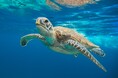 【西表島ホテル】野生のウミガメを観察し、生態について深く学べるアクティビティ「ウミガメディスカバリー」開催