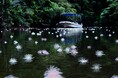 【西表島ホテル】初夏の早朝だけの幻想的な情景、水面に浮かぶ一夜限りの花を楽しむ「絶景サガリバナクルーズ」今年も開催