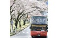 【界 アンジン】【界 伊東】伊豆の桜の名所を大パノラマで駆け巡る「桜オープンバスツアー」、桜バスガイドが同乗して今年も運行
