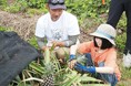 西表島のピーチパインを通じて、地元の魅力を再発見「西表島ピーチパインの学校」開催