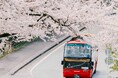 【界 伊東】約1500本の桜が360度の大パノラマで迫りくる！伊豆を駆け巡る「桜オープンバスツアー」開催