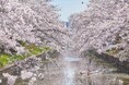 【BEB5土浦】360°桜に包まれる絶景を川面から独り占め！「お花見水上サイクリング」今年も開催