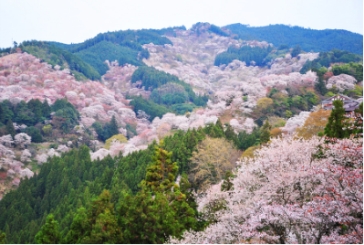 一目千本の桜