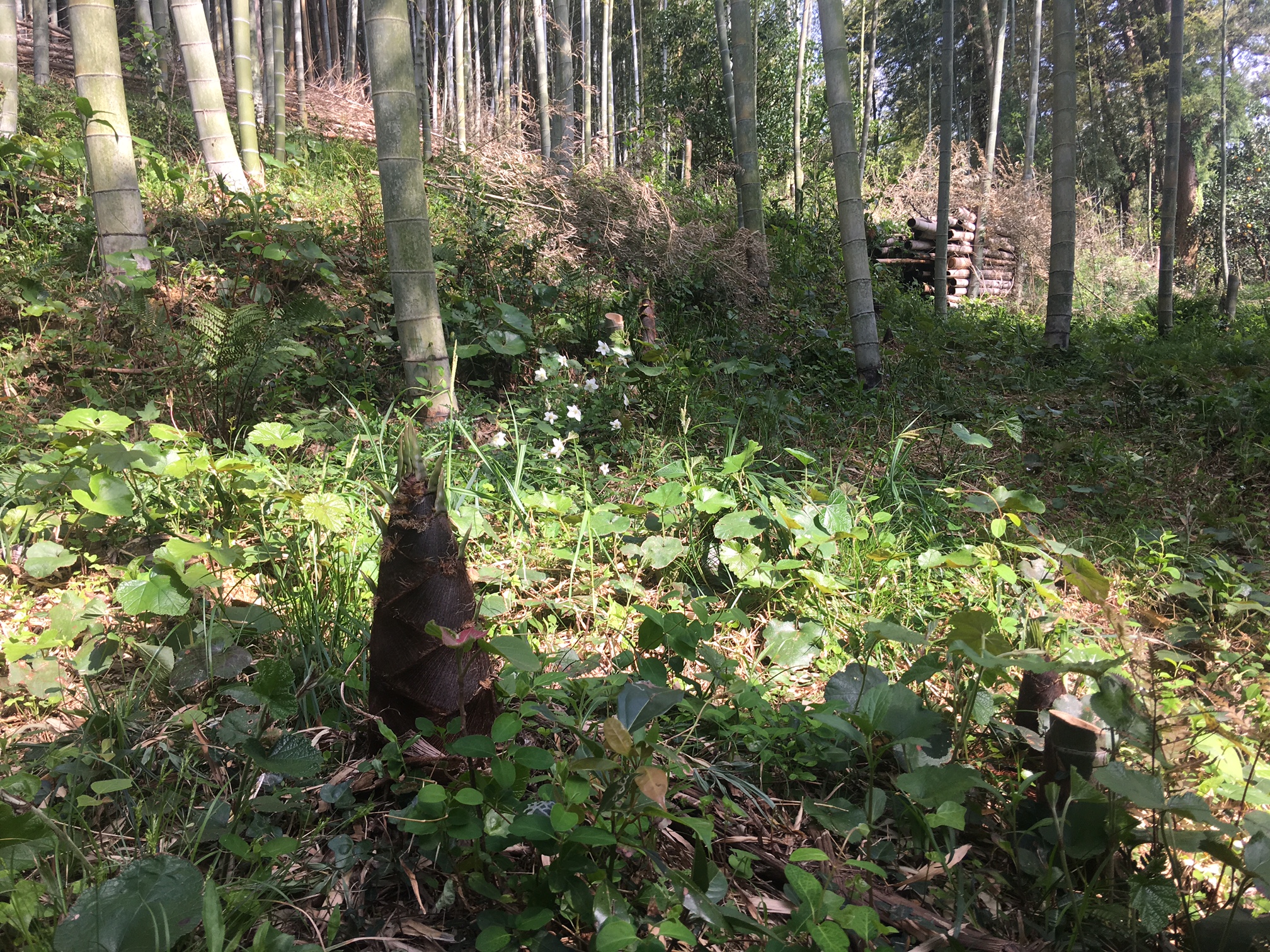 メンマ は 何で でき て いる