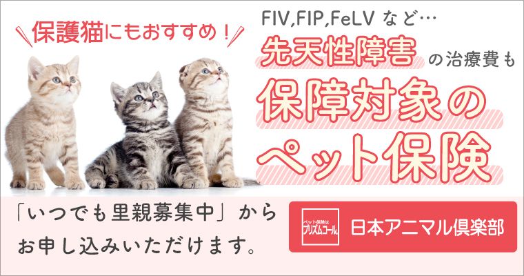 飼い主さんの負担を軽く」 里親募集サイト「いつでも里親募集中」から 