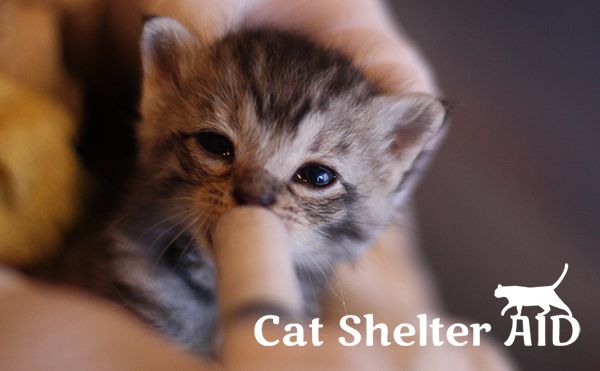 Cat Shelter Aidとは