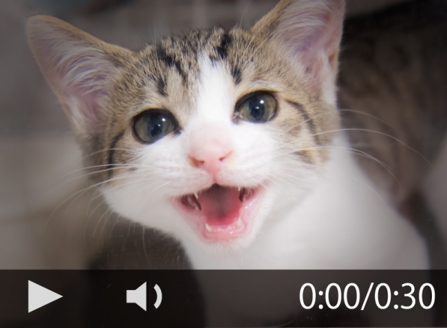 動画再生 お家の猫動画でシェルター支援 コラボにゃんムービー みんにゃで助ける猫の居場所 Npo法人東京キャットガーディアンのプレスリリース