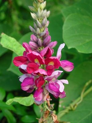 業界初の発見 クズの花に発毛効果 近畿大学との共同研究成果が学会誌に掲載 株式会社毛髪クリニックリーブ21のプレスリリース