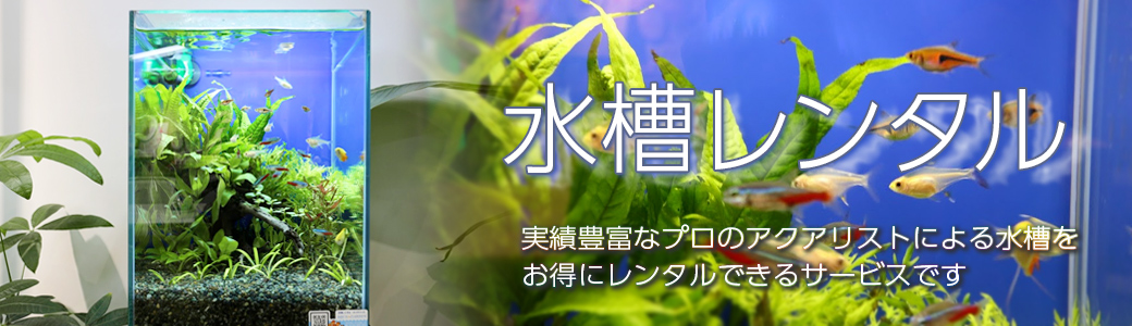 毎月定額制の レンタルサービスで綺麗な熱帯魚 水槽があなたの元に 株式会社東京アクアガーデンが 日本マーケティングリサーチ機構の調査で3冠を達成しました 株式会社日本マーケティングリサーチ機構のプレスリリース