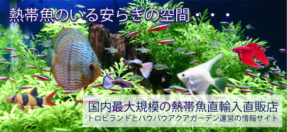 1967年創業の日本有数の総合熱帯魚企業 株式会社日本水族館が 日本マーケティングリサーチ機構の調査で5部門no 1を獲得しました 株式会社日本マーケティングリサーチ機構のプレスリリース