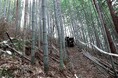 高知県須崎市特産の虎竹伐採シーズン到来!
