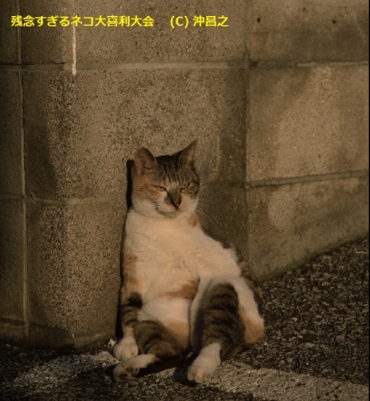 猫写真家 沖昌之 残念すぎるネコ大喜利大会 受賞者発表 株式会社