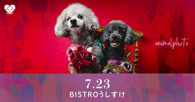 ペットと共に生きる 第9回 うしすけ Petomoni撮影会イベント 開催のお知らせ 株式会社 With Pet Familyのプレスリリース