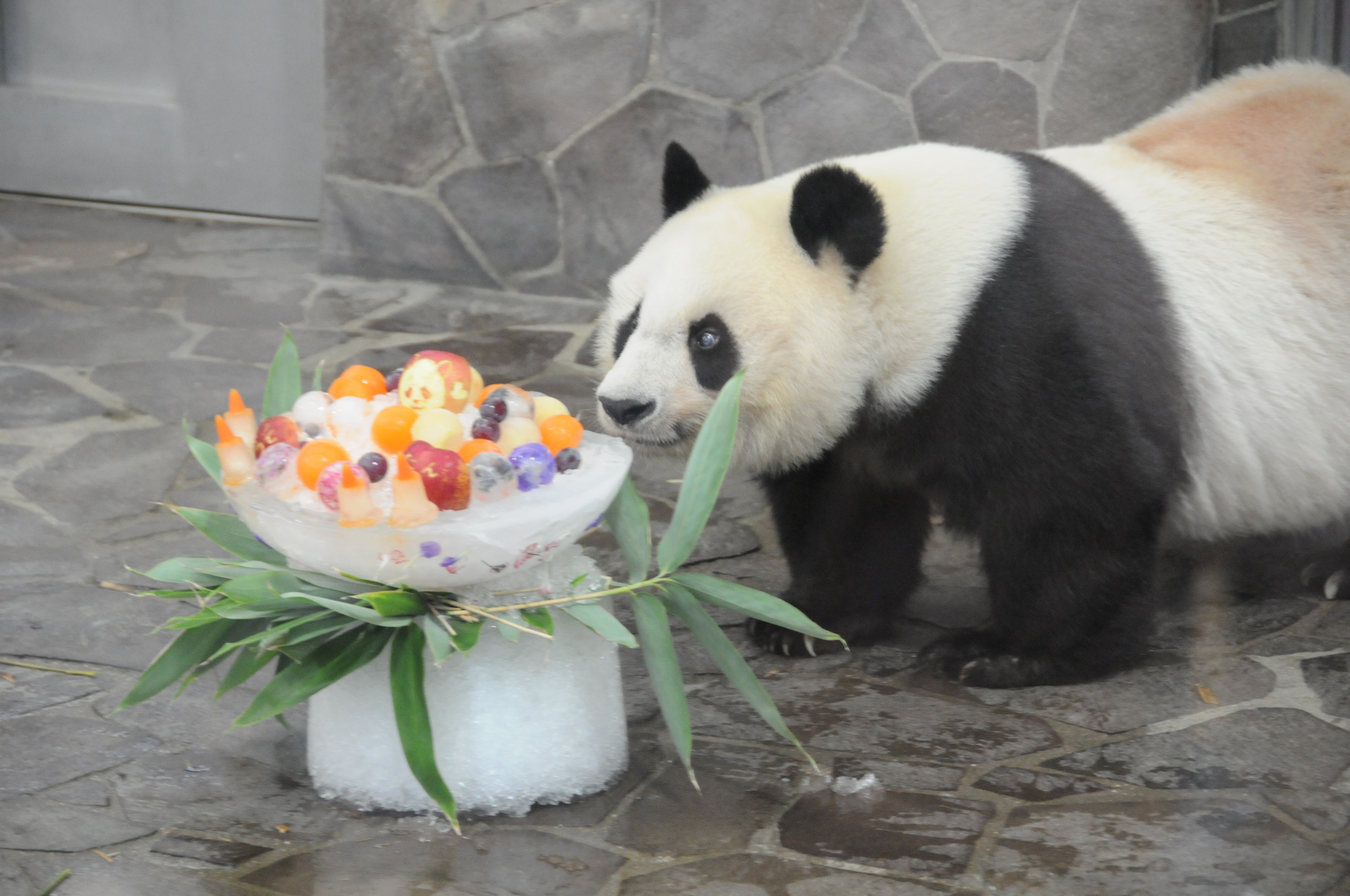 神戸市立王子動物園のジャイアントパンダ・タンタン23歳の誕生日会開催