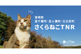 宮崎の山間部で生きる猫に無料で不妊手術を実施。猫の殺処分ゼロを目指す公益法人と行政がタッグを組んだプロジェクトが始動!