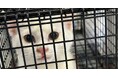 人と猫の共存を目指す公益法人が長崎県壱岐市とエンゲージメントパートナー協定を締結します!