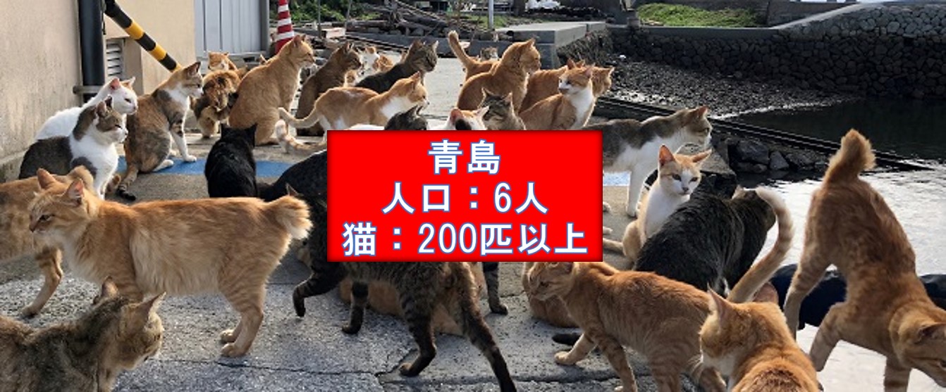 人口６人 猫0頭以上 瀬戸内の猫島 青島 全頭に無料で不妊手術を行いました 公益財団法人どうぶつ基金のプレスリリース