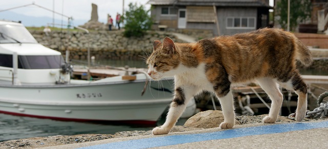 港を歩く猫の画像