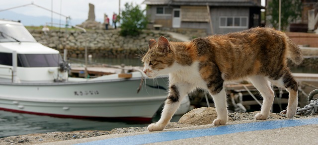 人口６人 猫0頭以上 瀬戸内の猫島 青島 全頭に無料で不妊手術を行いました 公益財団法人どうぶつ基金のプレスリリース