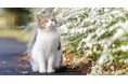 3町の町長が出席する決起会を開催。宮崎県山間部の猫を救うプロジェクト、成功に向けて思いを一つに!