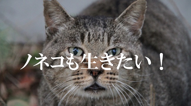 反対署名６万筆へ 猫駆除なしでも アマミノクロウサギ生息数は数倍に 山中のねこ 殺処分は世界遺産 観光にも大打撃 公益財団法人どうぶつ基金のプレスリリース