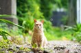 環境省の「イエネコ」防除推進外来種指定に反対。反対署名5万筆を環境大臣へ提出