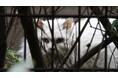 いまだ集まり続ける「命を救え」の声。環境省へ『ノネコ・ノイヌを狩猟対象から外して』追加署名36,838筆を提出！