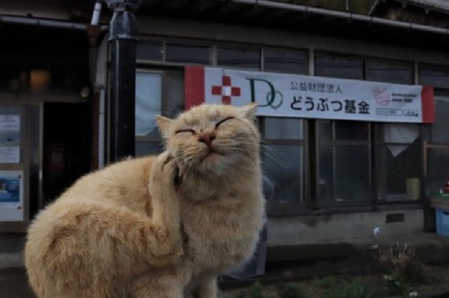 世界6大猫スポット福岡 相島でノラ猫２３３頭に不妊手術 どうぶつ基金 公益財団法人どうぶつ基金のプレスリリース