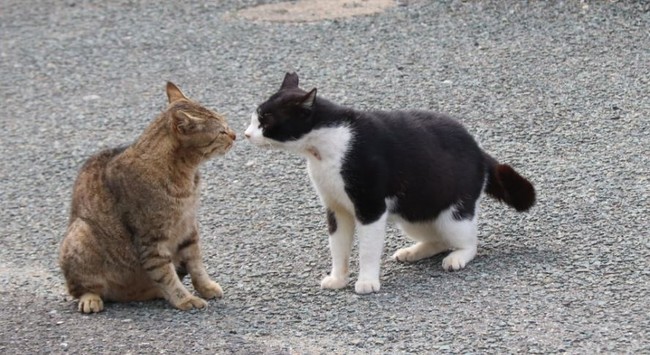 世界6大猫スポット福岡 相島でノラ猫２３３頭に不妊手術 どうぶつ基金 どうぶつ基金