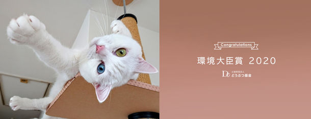 保護犬 猫の写真コンテスト作品募集中 7月末締め切り迫る 環境大臣賞は１０万円 公益財団法人どうぶつ基金のプレスリリース