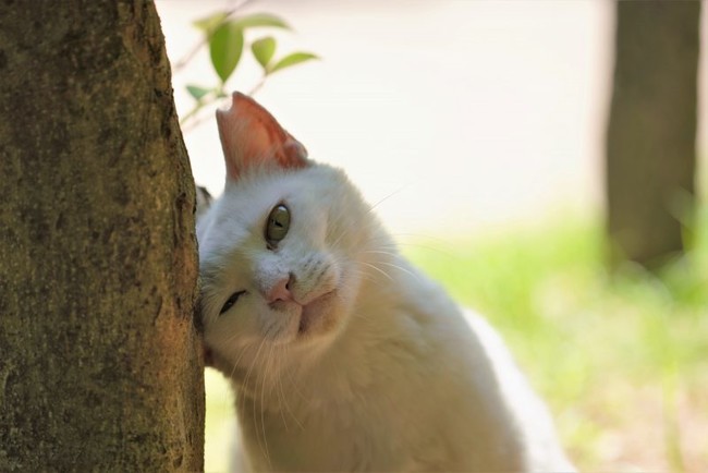 保護犬 猫の写真コンテスト作品募集中 7月末締め切り迫る 環境大臣賞は１０万円 公益財団法人どうぶつ基金のプレスリリース