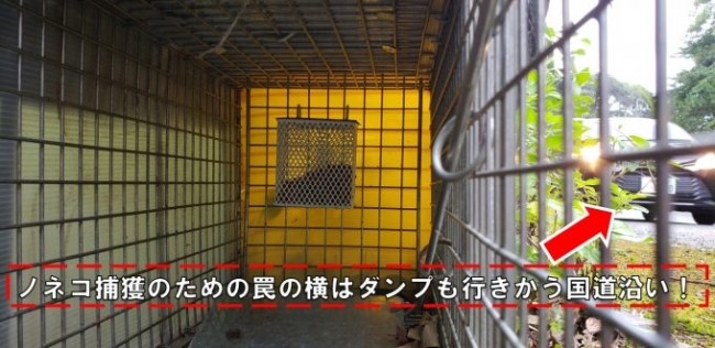 旧国道に違法設置された駆除用わな