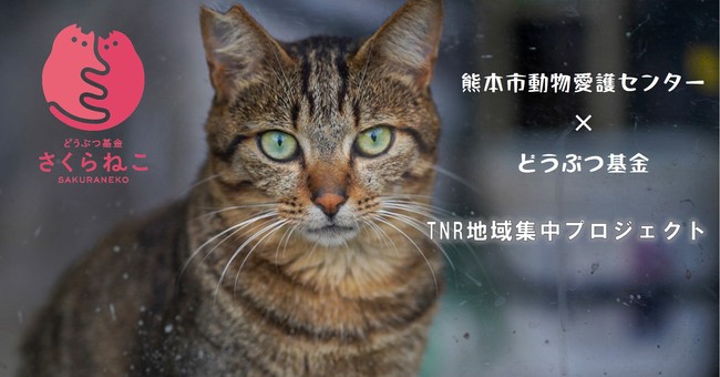 どうぶつ基金 熊本市動物愛護センター Tnr地域集中プロジェクト熊本 によるノラ猫の無料不妊手術 熊本市民限定の先行申し込み開始 尼崎経済新聞