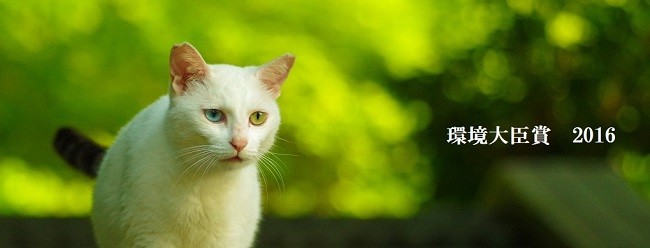 いのちが救われた犬猫限定 写真動画コンテスト作品募集中 環境大臣賞は１０万円 公益財団法人どうぶつ基金のプレスリリース