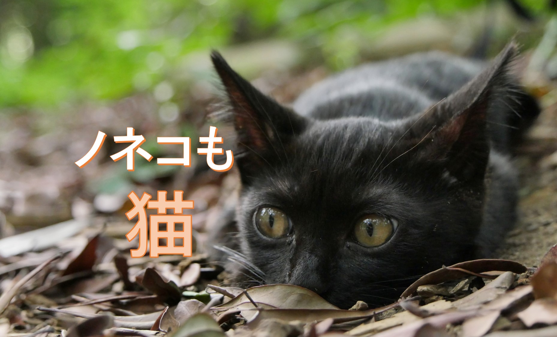 署名4万筆!狩猟鳥獣からノネコ・ノイヌの削除を|公益財団法人どうぶつ基金のプレスリリース