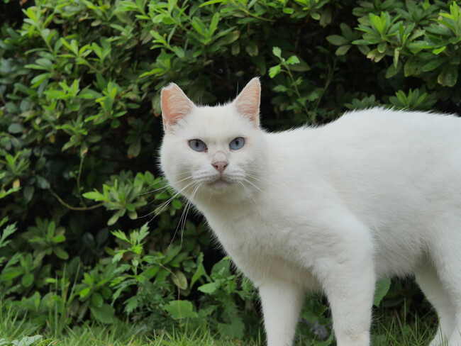 署名4万筆!狩猟鳥獣からノネコ・ノイヌの削除を|公益財団法人どうぶつ基金のプレスリリース