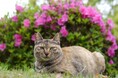 大阪市に署名10000筆提出「地域猫のハードルを下げて、殺処分ゼロ」どうぶつ基金