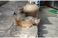 長崎の離島、壱岐島で猫100頭に無料不妊手術を実施