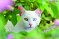 大阪本町ガーデンシティで「いのちつないだワンニャン写真・動画コンテスト」入賞作品展開催!