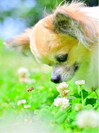 ちいさなおともだち ちいさなおともだち