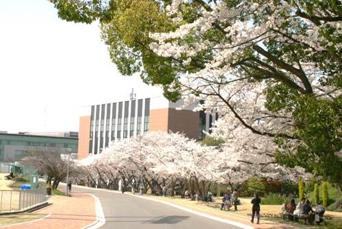 昨年度来場者数 約8 400名 700本の桜が咲き誇るキャンパスを一般開放 Ibu 桜weeks2019開催 四天王寺大学のプレスリリース
