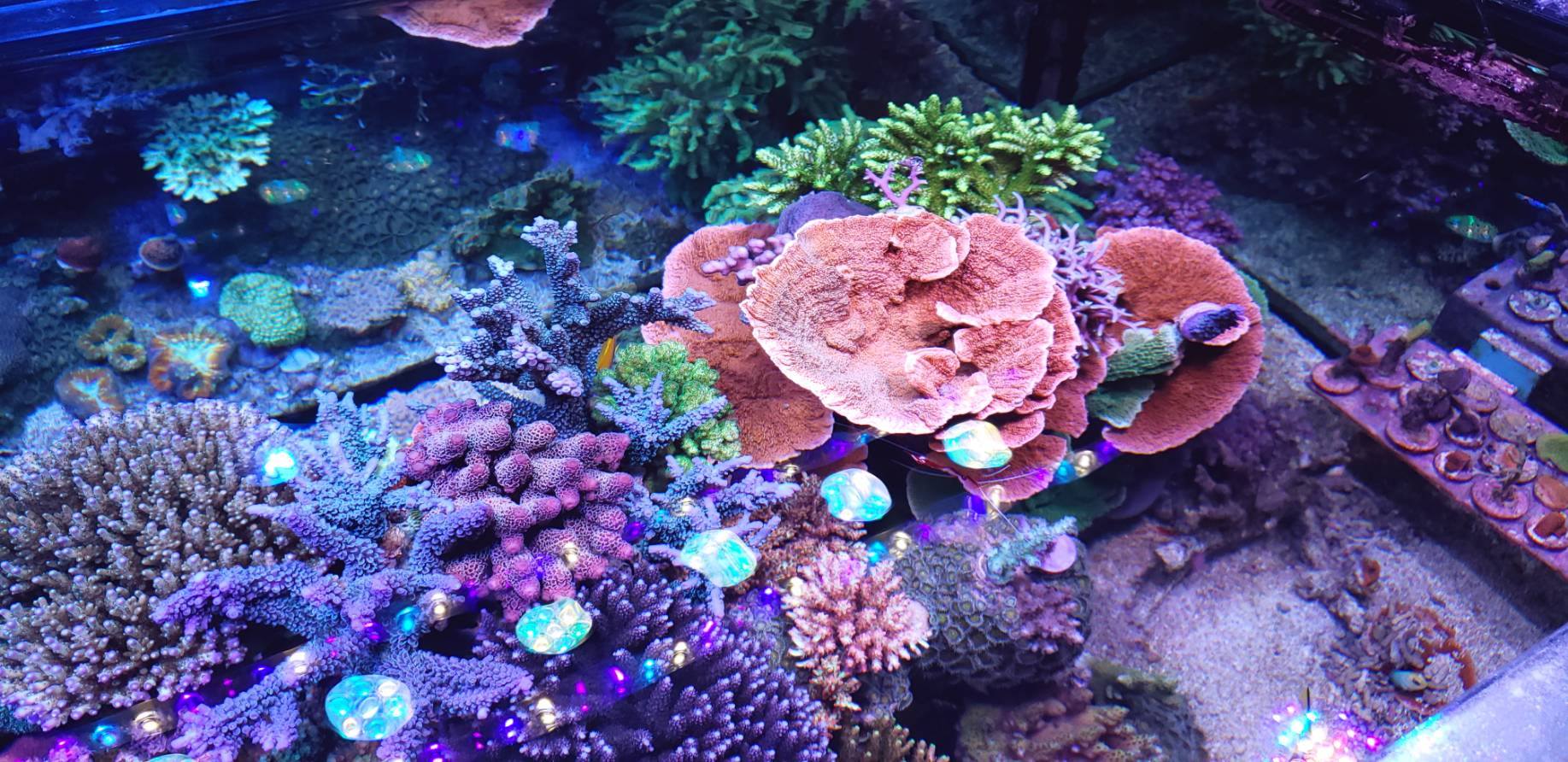 サンゴを掃除して砂を作る魚、ブダイをご紹介します。