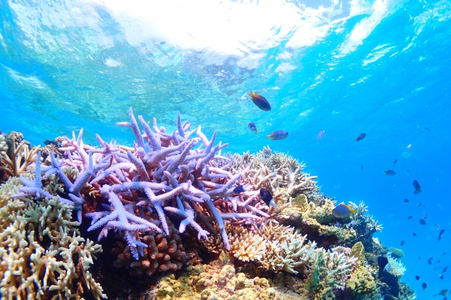 サンゴ礁を人工的に飼育し 海に返す体験をー 100banchで 渋谷にサンゴ礁を作ろう を開催 100banchのプレスリリース