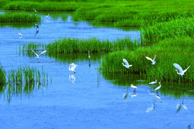 洪澤湖湿地公園の稀有動物