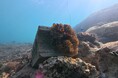 【OIST監修「瀬良垣島・クマノミ育成プロジェクト」活動報告】 クマノミの海の「家」、繁殖イソギンチャクの定着に成功