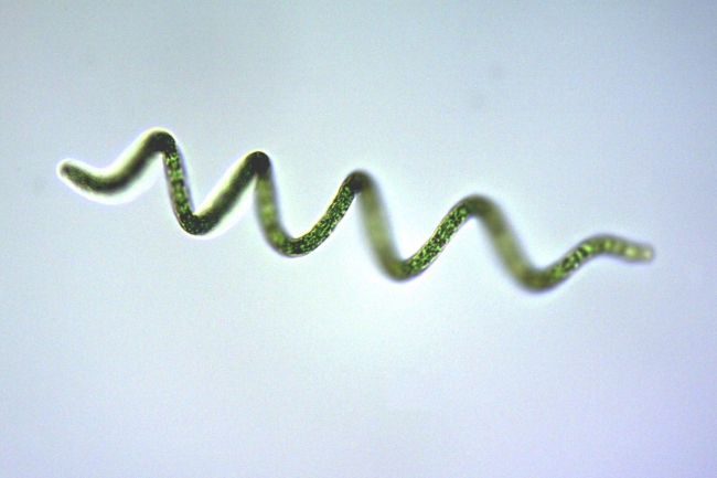 スピルリナの顕微鏡写真