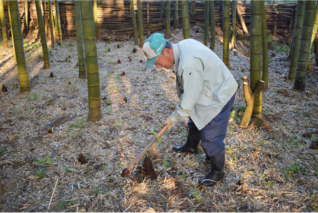 筍農家の高齢化が社会問題になっている