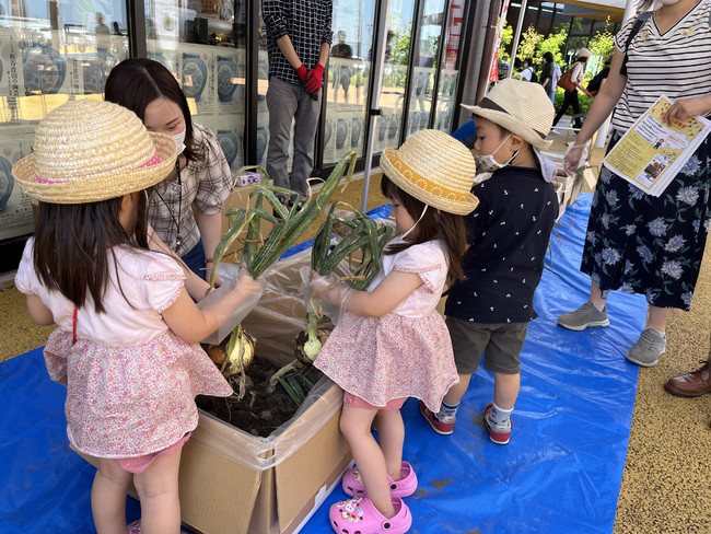小石の多い館玉ねぎの農地環境を段ボールとビニール袋で再現