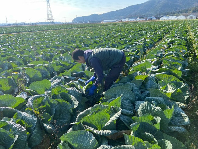 「東近江キャベツ」収穫の様子